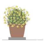 plants
